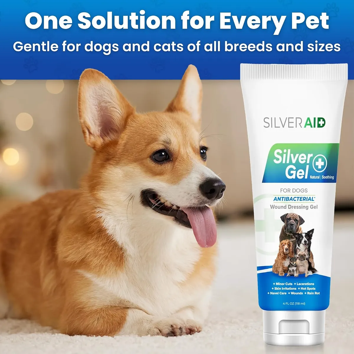 Tan and white corgi lying on carpet beside a SilverAid Silver Gel tube